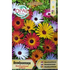 Месембриантемум Mesembryanthemum criniflorum