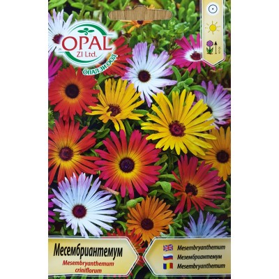 Месембриантемум / Mesembryanthemum criniflorum
