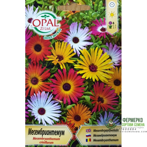 Месембриантемум Mesembryanthemum criniflorum