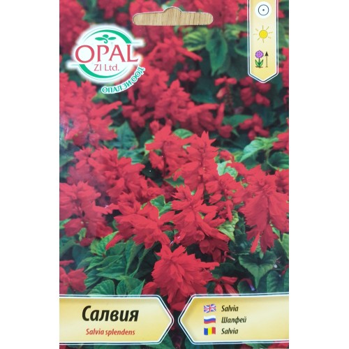 Салвия (Пламък) / Salvia splendens