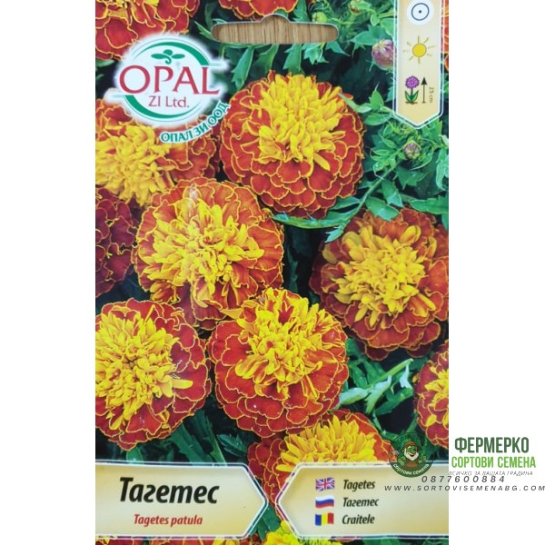 Тагетес Tagetes patula