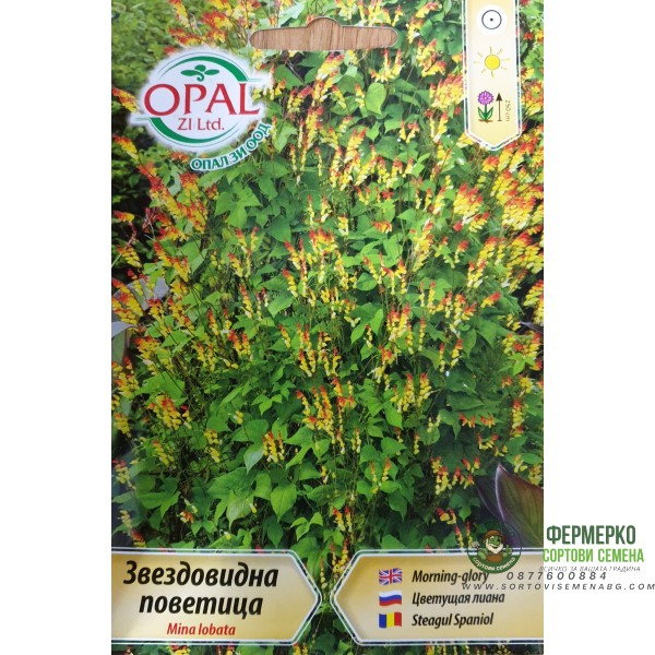 Поветица звездовидна