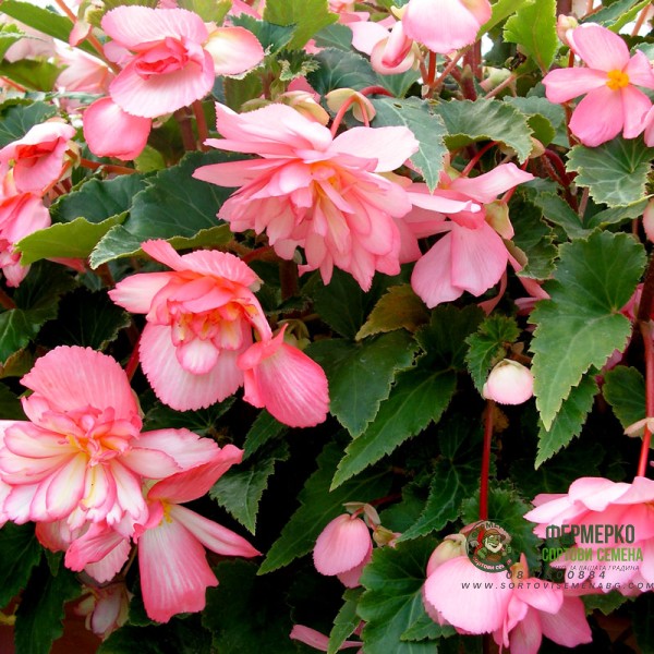 Бегония розово и бяло