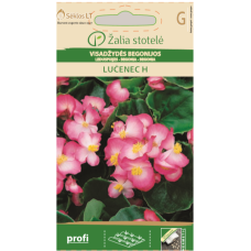 Бегония розово LUČENEC