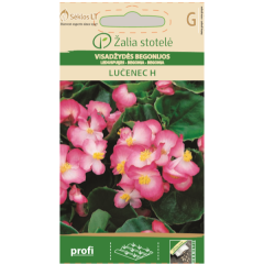 Бегония розово LUČENEC