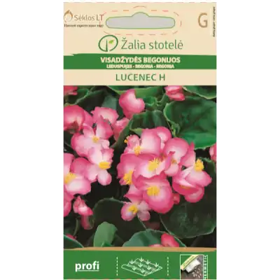 Бегония розово LUČENEC
