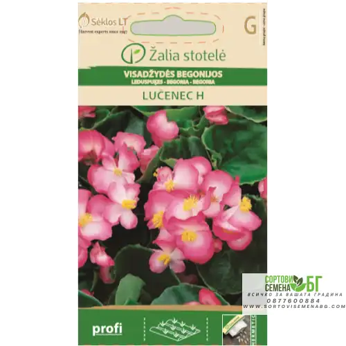 Бегония розово /  LUČENEC Бегония розово /  LUČENEC