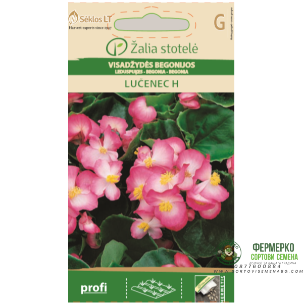 Бегония розово LUČENEC