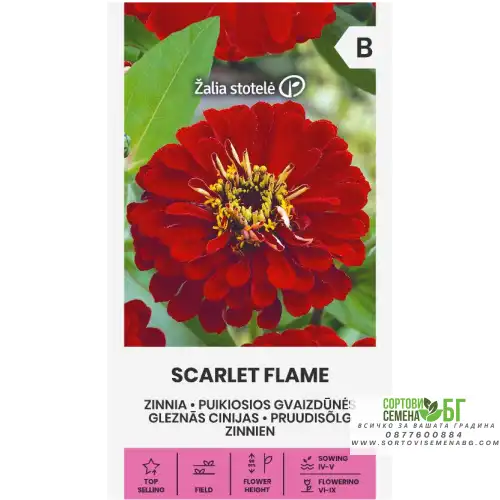 Циния червена Скарлет флам / Zinnia elegans dahlienflora Циния червена Скарлет флам / Zinnia elegans dahlienflora