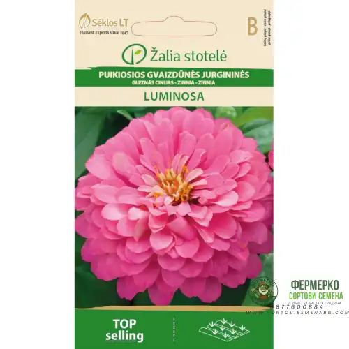 Циния кичеста розова / Zinnia elegans dahlienflora