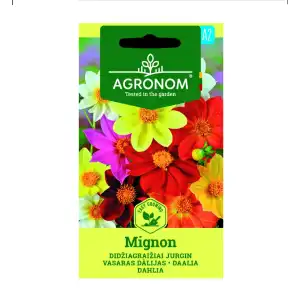 Далия / Dhalia Mignon