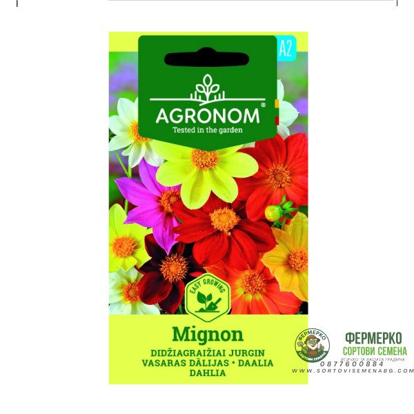 Далия Dhalia Mignon