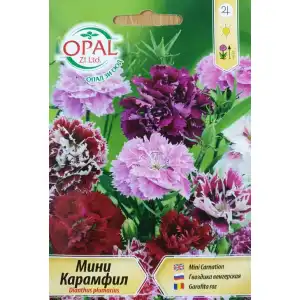 Карамфил мини / Dianthus plumarius