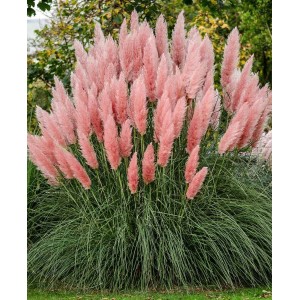 Семена Пампаска трева (розова) / Pampas grass