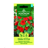 Цветя латинка ниска Червена Globe of Fire