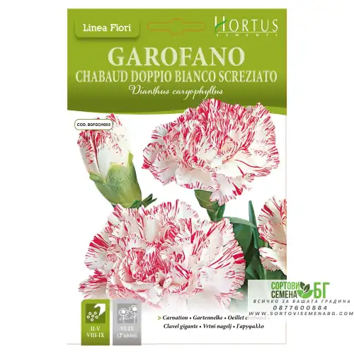 Карамфил Шабо бяло с червен край / Chabaud Doppio Bianco Screziato Карамфил Шабо бяло с червен край / Chabaud Doppio Bianco Screziato