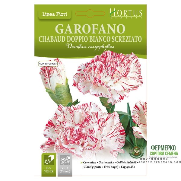 Карамфил Шабо бяло с червен край Chabaud Doppio Bianco Screziato