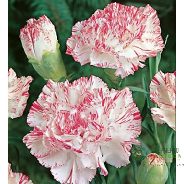 Карамфил Шабо бяло с червен край Chabaud Doppio Bianco Screziato