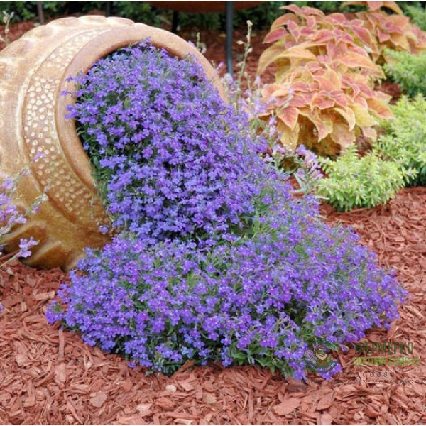 Лобелия Син килим Lobelia Blue carpet