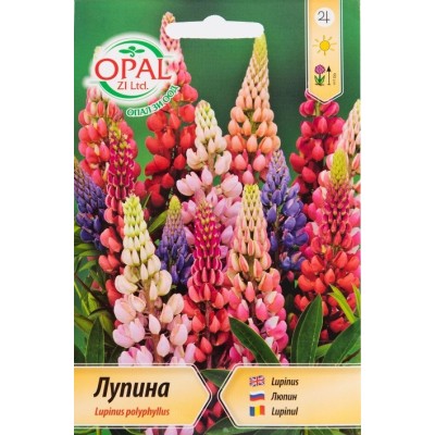 Лупина микс / Lupinus poliphyllus