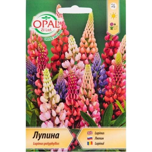 Лупина микс / Lupinus poliphyllus