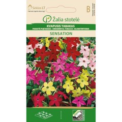 Никотиана (Тютюнево цвете) Микс Sensation Nicotiana alata Link et Otto