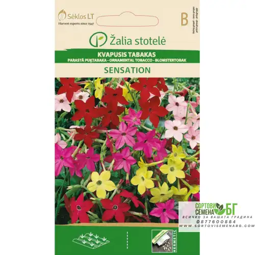 Никотиана (Тютюнево цвете) Микс Sensation/ Nicotiana alata Link et Otto
