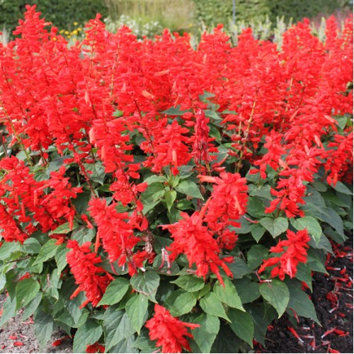 Салвия Скарлет Пиколо / Salvia splendens Sellow ex Schult Scarlet Piccolo