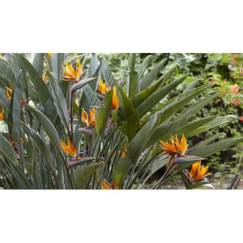 Стрелиция (Райска птица) / Strelitzia reginae