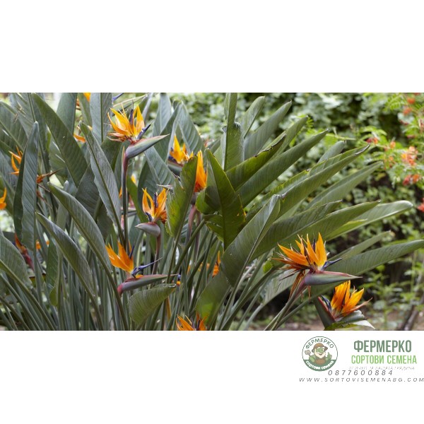 Стрелиция (Райска птица) Strelitzia reginae