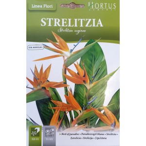 Стрелиция (Райска птица) / Strelitzia reginae