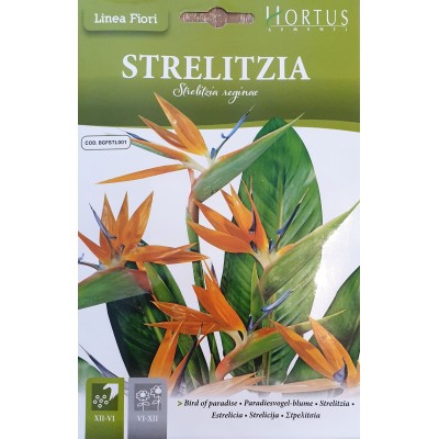 Стрелиция (Райска птица) / Strelitzia reginae