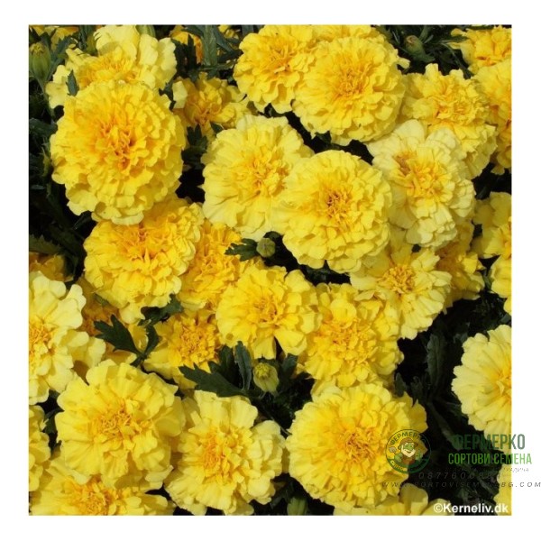 Тагетес Лимон Tagetes Lemon Drop