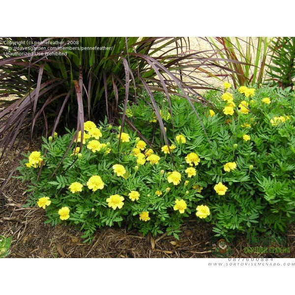 Тагетес Лимон Tagetes Lemon Drop