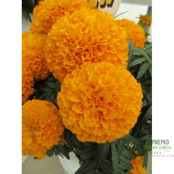 Тагетес Клинтон Tagetes Erecta Clinton