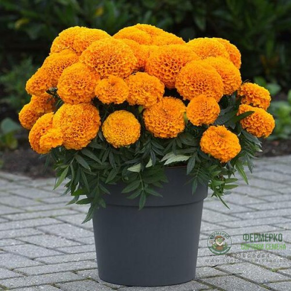 Тагетес Клинтон Tagetes Erecta Clinton