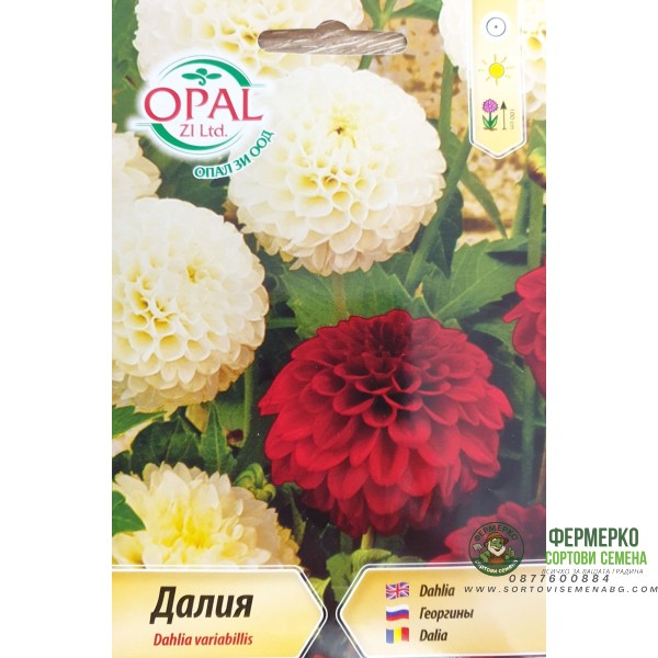 Далия (Гергина) помпон