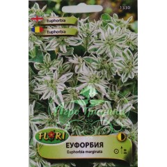 Еуфорбия (млечка) Еuphorbia marginata