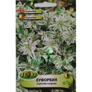 Еуфорбия (млечка) / Еuphorbia marginata