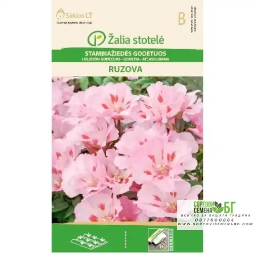 Годеция розова / Godetia grandiflora