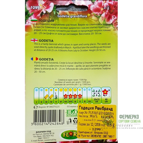 Годеция сорт Рембранд