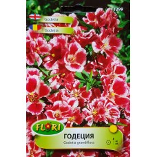 Годеция сорт Рембранд