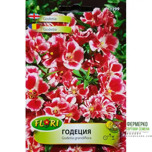 Годеция сорт Рембранд