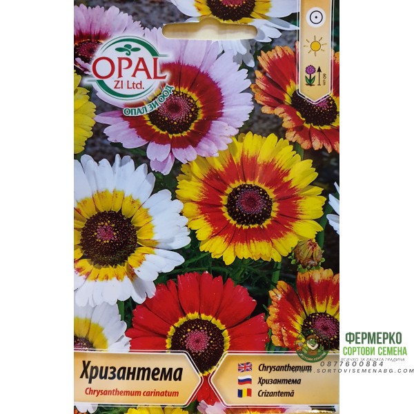 Хризантема