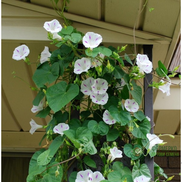 Ипомея (Грамофонче) Млечен път Ipomea Purpurea (L.) Roth Milky way