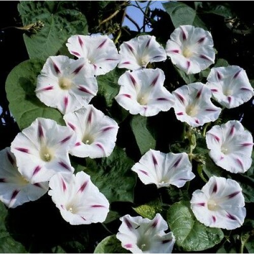 Ипомея (Грамофонче) Млечен път / Ipomea Purpurea (L.) Roth Milky way