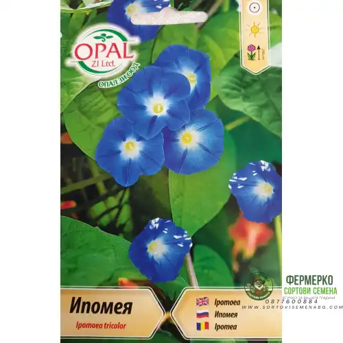 Ипомея синя