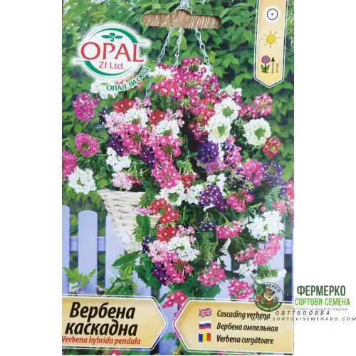 Семена за каскадна Вербена
