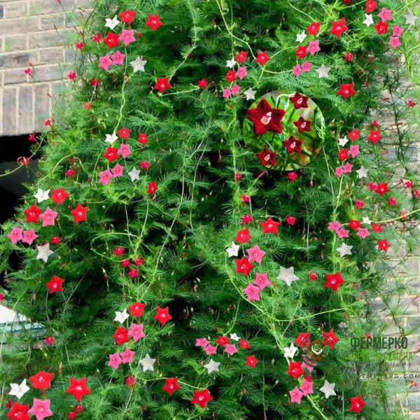 Кипърска лоза Ipomoea pennata