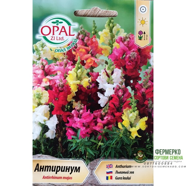 Антиринум (Кученце) Antirrhinum majus